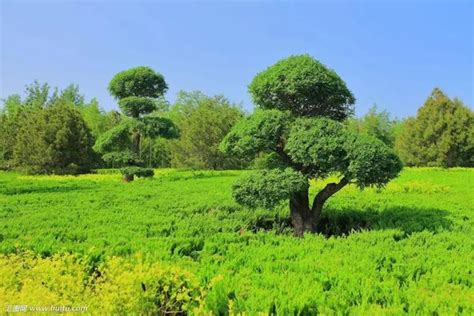 樹木的用途|樹木的好處